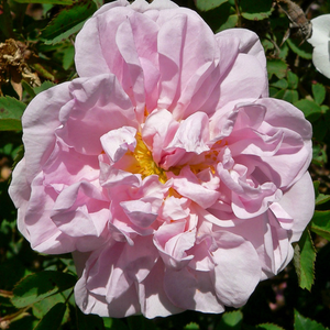 Stanwell Perpetual - trandafiri - www.ioanarose.ro